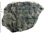 Calamites carinatus Sternb. + Calamites Suckowii Brongn.