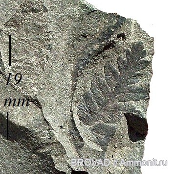 Mariopteris nervosa, Pteridospermae, Gymnospermae, cormophyta
