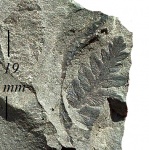 Mariopteris nervosa (Brongn.) Zeill.