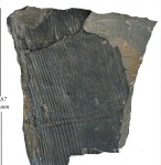 Calamites Suckowii Brongniart.