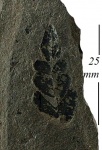 Neuropteris tenuifolia (Schloth.) Brongn.