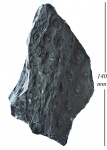 Stigmaria ficoides Sternb.