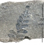 Neuropteris obliqua Brongn.