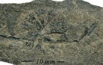 Sphenophyllum majus Bronn.
