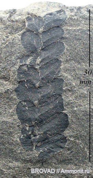 Neuropteris heterophylla, Pteridospermae