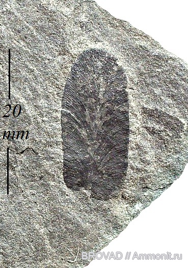 Odontopteris, Pteridospermae, Gymnospermae, cormophyta
