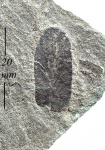 Odontopteris sp.