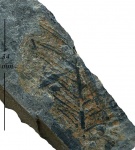 Аlethopteris sp.