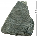 Calamites carinatus Sternberg