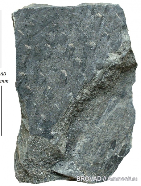 Knorria, Lycopsida