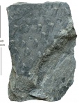 Knorria sp.