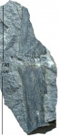 Calamites Cistii Brongniart