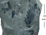 Neuropteris tenuifolia (Schloth.) Brongn.