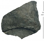 Calamites carinatus Sternberg