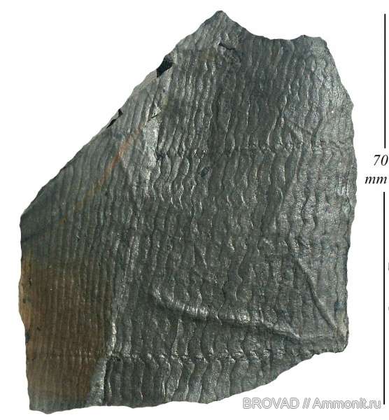 Calamites undulatus, Sphenopsida, cormophyta