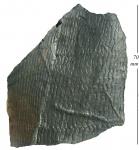 Calamites undulatus Sternb.