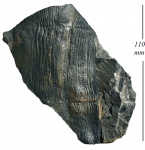 Calamites carinatus Sternb.