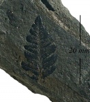 Mariopteris Soubeiranii Zeill.