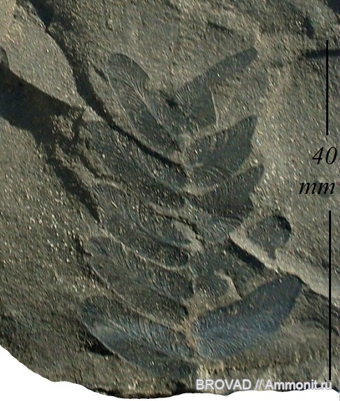 Neuropteris gigantea, Pteridospermae, cormophyta
