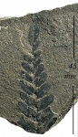 Neuropteris tenuifolia (Schloth.) Brongn.