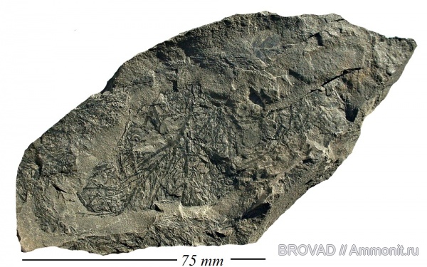 Sphenopsida, cormophyta, radicites columnaris