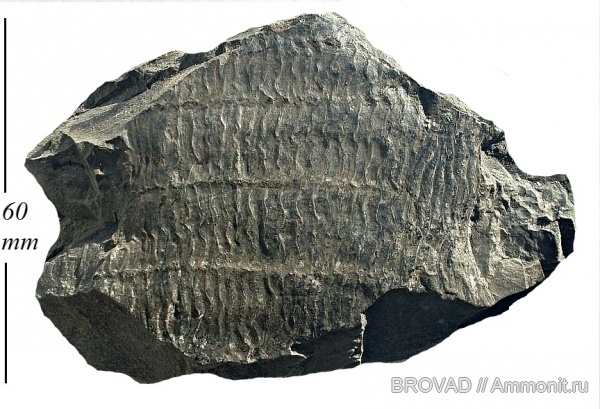 Calamites undulatus, Sphenopsida, cormophyta