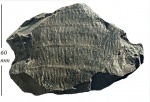 Calamites undulatus Sternb.