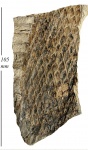 Lepidodendron aculeatum Sternb.