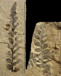 Neuropteris obliqua Brongn.