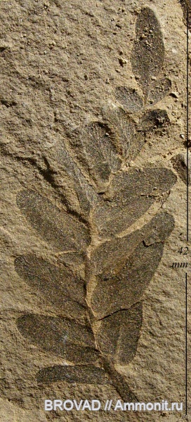 Neuropteris tenuifolia, Pteridospermae, Gymnospermae, cormophyta
