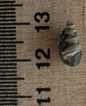 Goniasms sp.