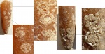 Belemnitella sp.