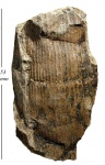 Calamites Cistii Brongn.