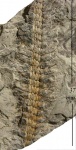 Sigillariostrobus sp.