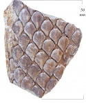 Ulodendron majus L. et H.