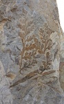 Palmatopteris spiniformis (Kidst.)