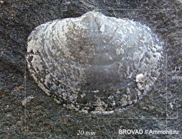 brachiopoda, Articulata, Neophricodothyris asiatica