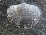 Neophricodothyris asiatica (Chao,1927)