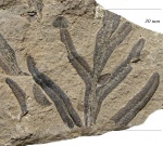 Alethopteris decurrens (Artis) Zeill.
