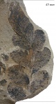Neuropteris obliqua Brongn.