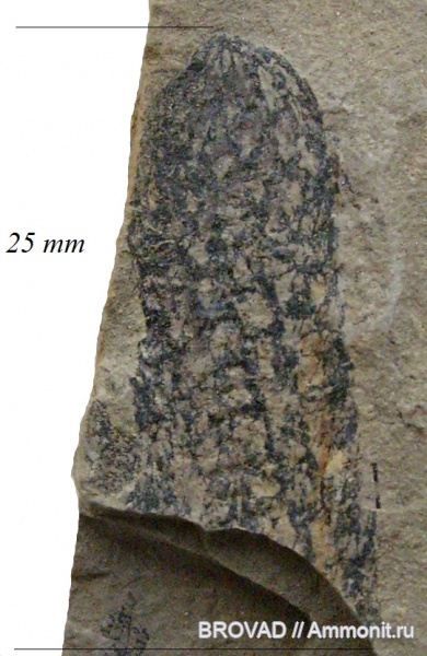 Lycopsida, cormophyta, sigillariaceae, Sigillariostrobus sp