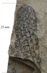 Sigillariostrobus sp.