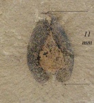 Samaropsis emarginata (Geopp. et Berg.) Kidst.