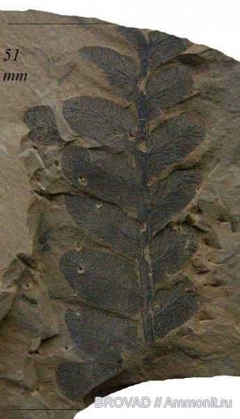 Pteridospermae, Gymnospermae, cormophyta, Neuropteris obliqua