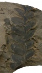 Neuropteris obliqua Brongn.