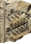 Asterotheca Miltonii (Artis) Zeill.