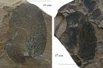 Odontopteris sp.