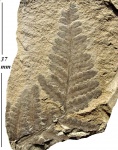 Asterotheca sp.
