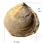 Spondylus dutempleanus Orbigny,1847