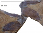 Odontopteris aiutensis Zales. et Tschirk.